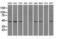 Interleukin Enhancer Binding Factor 2 antibody, NBP1-47811, Novus Biologicals, Western Blot image 