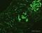 Complement C4A (Rodgers Blood Group) antibody, ab36075, Abcam, Immunofluorescence image 