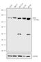 SOS Ras/Rho Guanine Nucleotide Exchange Factor 2 antibody, 720413, Invitrogen Antibodies, Western Blot image 