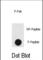 Protein Kinase, DNA-Activated, Catalytic Subunit antibody, abx032004, Abbexa, Western Blot image 