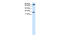 Chromobox 5 antibody, 27-613, ProSci, Enzyme Linked Immunosorbent Assay image 