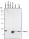 FKBP Prolyl Isomerase 1A antibody, MAB3777, R&D Systems, Western Blot image 