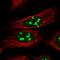 Coiled-Coil Domain Containing 137 antibody, HPA053914, Atlas Antibodies, Immunofluorescence image 