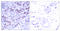 GATA Binding Protein 1 antibody, LS-C118126, Lifespan Biosciences, Immunohistochemistry frozen image 