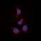 Signal Transducing Adaptor Molecule 2 antibody, LS-C368522, Lifespan Biosciences, Immunofluorescence image 