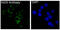 Nitric oxide synthase antibody, M00368, Boster Biological Technology, Immunofluorescence image 