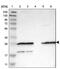 Farnesyltransferase, CAAX Box, Alpha antibody, PA5-53858, Invitrogen Antibodies, Western Blot image 