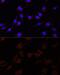 Serpin Family A Member 10 antibody, GTX55791, GeneTex, Immunocytochemistry image 