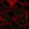 Peptidase D antibody, NBP2-68931, Novus Biologicals, Immunofluorescence image 