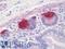 Regenerating Family Member 3 Gamma antibody, LS-B10435, Lifespan Biosciences, Immunohistochemistry paraffin image 