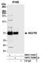 HEAT Repeat Containing 3 antibody, NBP2-76388, Novus Biologicals, Immunoprecipitation image 