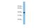 TSC22 Domain Family Member 4 antibody, PA5-68854, Invitrogen Antibodies, Western Blot image 