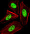 Cell Division Cycle 25A antibody, A01433-2, Boster Biological Technology, Immunofluorescence image 