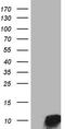 Neuropeptide Y antibody, LS-C798515, Lifespan Biosciences, Western Blot image 