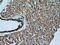 Caspase 9 antibody, 10380-1-AP, Proteintech Group, Immunohistochemistry frozen image 