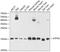 ATP Synthase F1 Subunit Delta antibody, GTX66588, GeneTex, Western Blot image 