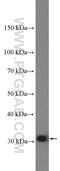 Galectin 3 antibody, 14979-1-AP, Proteintech Group, Western Blot image 