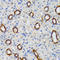 GABA Type A Receptor-Associated Protein antibody, LS-C334171, Lifespan Biosciences, Immunohistochemistry paraffin image 