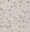 UFM1 Specific Peptidase 2 antibody, FNab09234, FineTest, Immunohistochemistry frozen image 