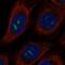 Metallophosphoesterase Domain Containing 2 antibody, NBP2-56450, Novus Biologicals, Immunofluorescence image 