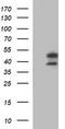 Indoleamine 2,3-dioxygenase 2 antibody, TA506646BM, Origene, Western Blot image 