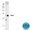 RUNX Family Transcription Factor 3 antibody, MAB3765, R&D Systems, Western Blot image 