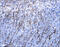 Myelin Oligodendrocyte Glycoprotein antibody, AF2439, R&D Systems, Immunohistochemistry frozen image 