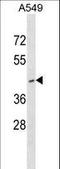 Ring Finger Protein 165 antibody, LS-C158870, Lifespan Biosciences, Western Blot image 