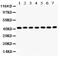 Actin Alpha 1, Skeletal Muscle antibody, PA5-78716, Invitrogen Antibodies, Western Blot image 