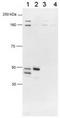 FOXP3 antibody, TA301514, Origene, Western Blot image 