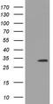 Uridine-Cytidine Kinase 1 antibody, CF501488, Origene, Western Blot image 