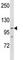Poly(ADP-Ribose) Polymerase 1 antibody, F47598-0.4ML, NSJ Bioreagents, Western Blot image 