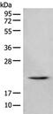 TRNA Splicing Endonuclease Subunit 15 antibody, PA5-68435, Invitrogen Antibodies, Western Blot image 