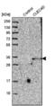 Mcl antibody, NBP1-84445, Novus Biologicals, Western Blot image 