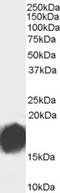 Anterior Gradient 2, Protein Disulphide Isomerase Family Member antibody, EB07494, Everest Biotech, Western Blot image 