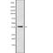 Pregnancy Up-Regulated Nonubiquitous CaM Kinase antibody, abx217834, Abbexa, Western Blot image 