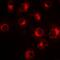SLC20A2 antibody, abx141374, Abbexa, Western Blot image 