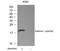 PP17 antibody, 79-207, ProSci, Western Blot image 