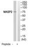 Mannan Binding Lectin Serine Peptidase 2 antibody, GTX16975, GeneTex, Western Blot image 