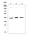 Protein Phosphatase, Mg2+/Mn2+ Dependent 1A antibody, A02928-1, Boster Biological Technology, Western Blot image 