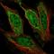 AF4/FMR2 Family Member 1 antibody, HPA069947, Atlas Antibodies, Immunofluorescence image 