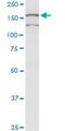 Collectin Subfamily Member 12 antibody, H00081035-M01, Novus Biologicals, Western Blot image 