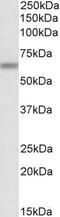 Autophagy Related 16 Like 1 antibody, GTX88747, GeneTex, Western Blot image 