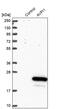 Arginine vasopressin-induced protein 1 antibody, PA5-58041, Invitrogen Antibodies, Western Blot image 