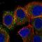 V-Set Domain Containing T Cell Activation Inhibitor 1 antibody, NBP2-30536, Novus Biologicals, Immunocytochemistry image 