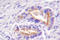 Protein Kinase C Theta antibody, LS-C177429, Lifespan Biosciences, Immunohistochemistry paraffin image 