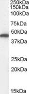 Fumarate Hydratase antibody, MBS421119, MyBioSource, Western Blot image 