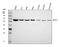 Methyltransferase Like 3 antibody, A01758-1, Boster Biological Technology, Western Blot image 