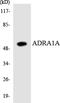 Adrenoceptor Alpha 1A antibody, LS-C200097, Lifespan Biosciences, Western Blot image 