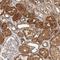 Transferrin Receptor antibody, NBP1-85741, Novus Biologicals, Immunohistochemistry frozen image 